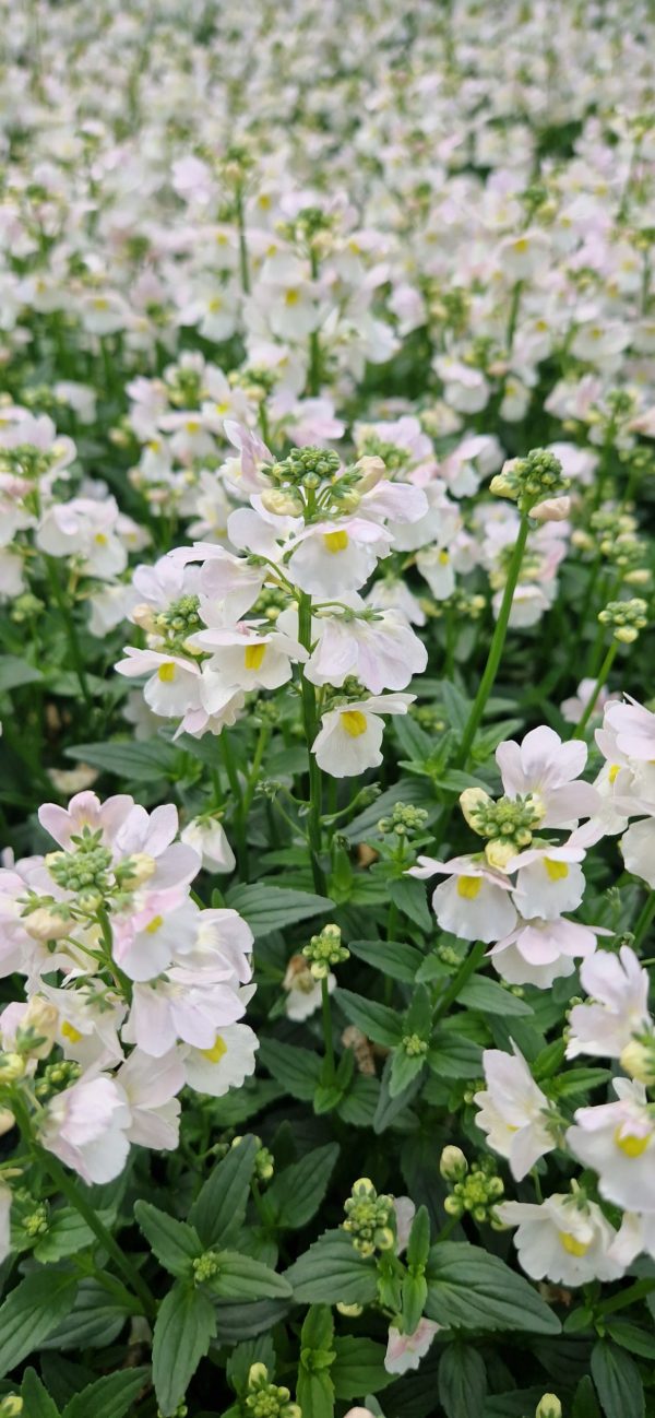 Nemesia 'Wisley Vanilla'2 Nemesia 'Wisley Vanilla'