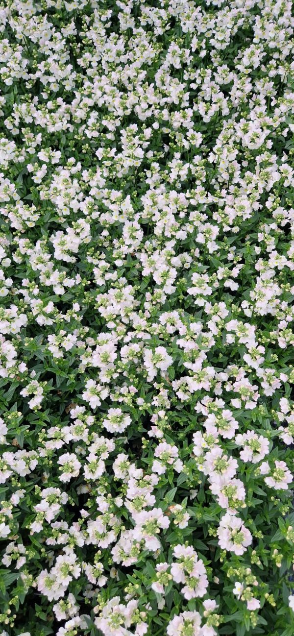 Nemesia 'Wisley Vanilla'3 Nemesia 'Wisley Vanilla'