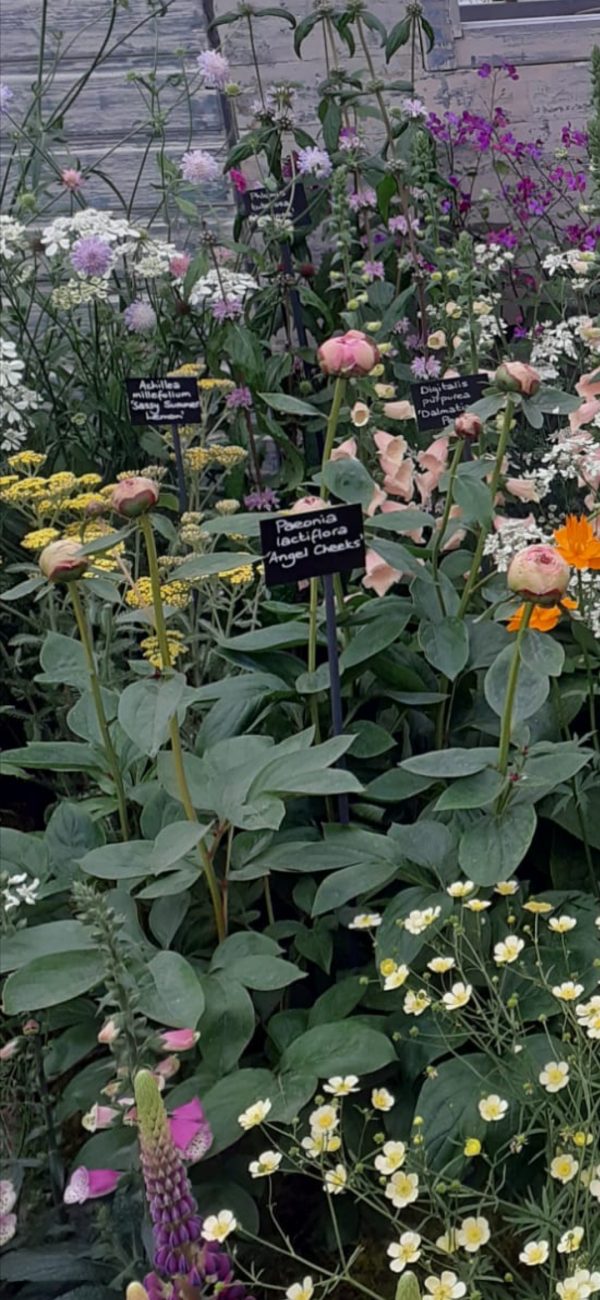 Paeonia lactiflora 'Angel Cheeks' Paeonia lactiflora 'Angel Cheeks'