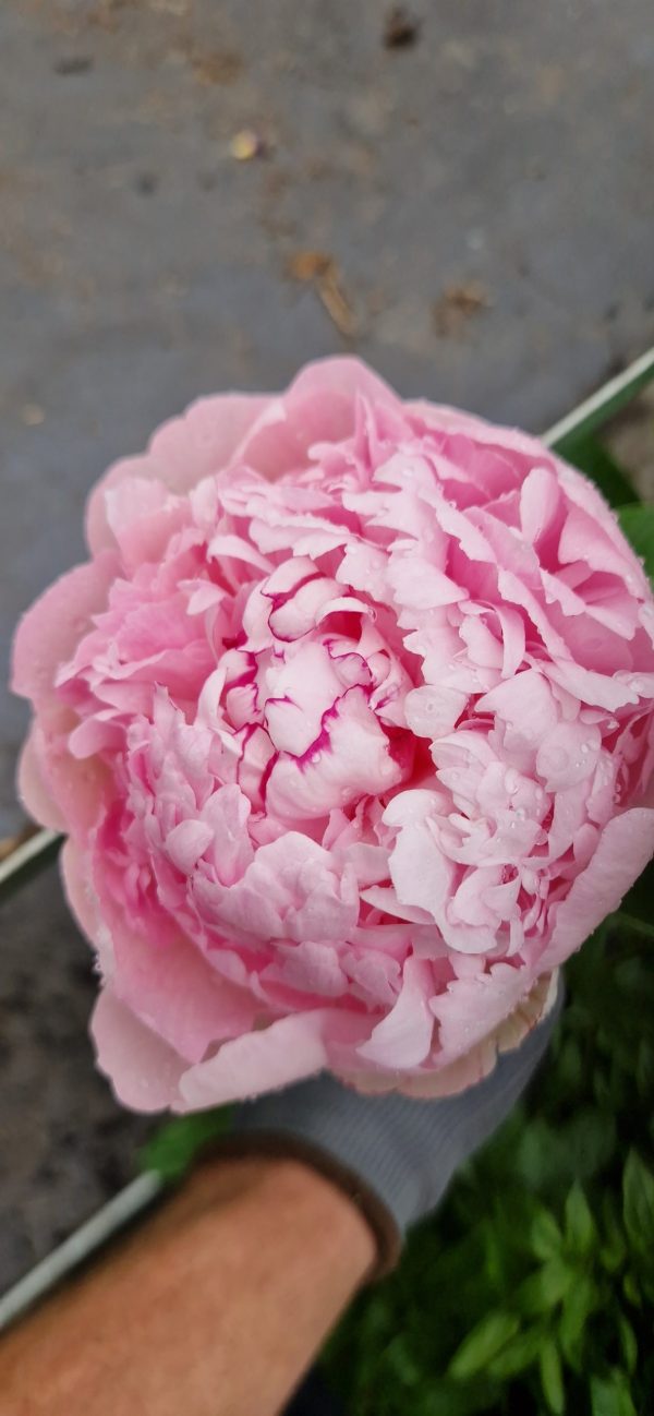 Paeonia lactiflora 'Angel Cheeks'