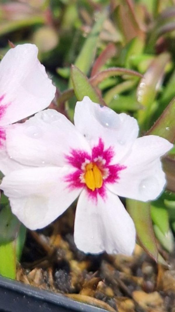Phlox subulata 'Coral Eye' Phlox subulata 'Coral Eye'