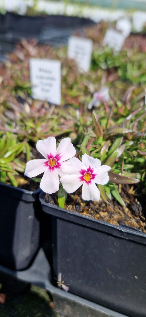 Phlox subulata 'Coral Eye'