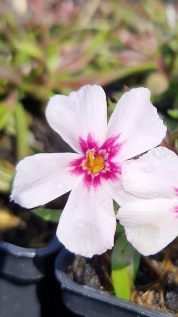 Phlox subulata 'Coral Eye'2 Phlox subulata 'Coral Eye'