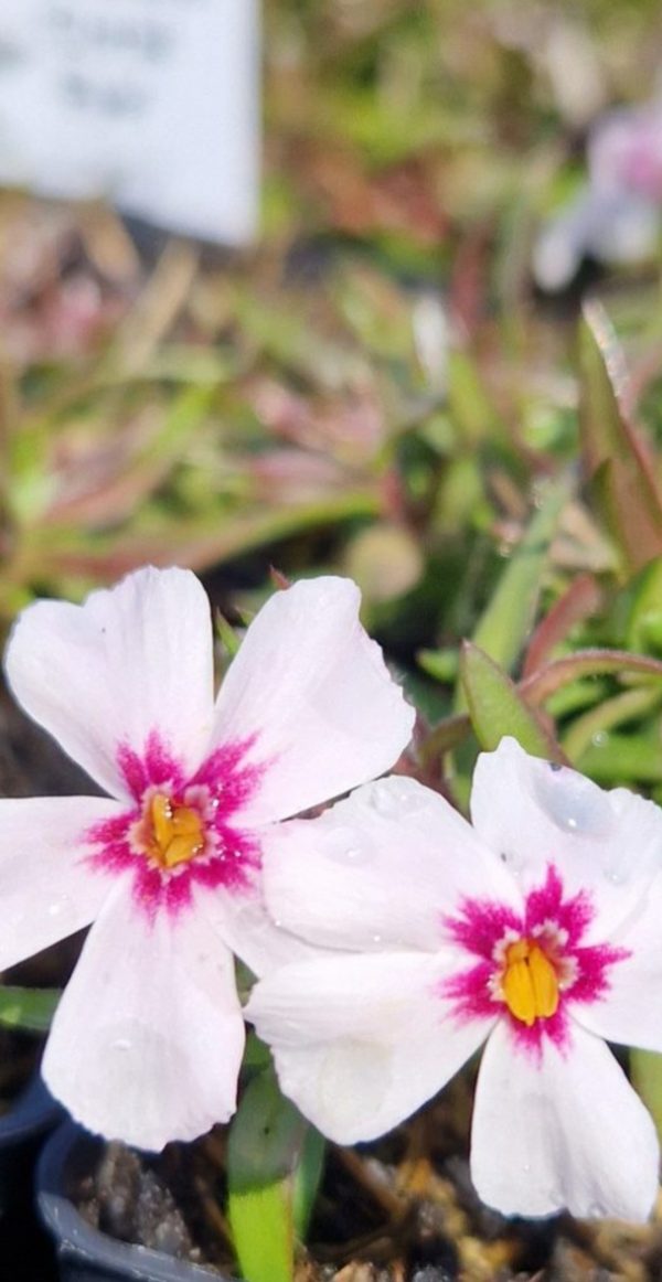 Phlox subulata 'Coral Eye'3 Phlox subulata 'Coral Eye'