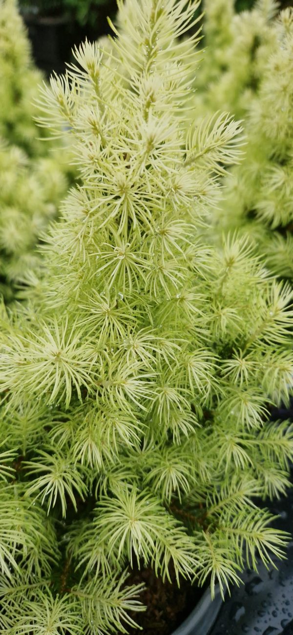 Picea glauca 'JW Daisy's White'