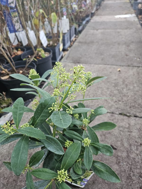 Skimmia japonica' Finchy' Skimmia japonica' Finchy'