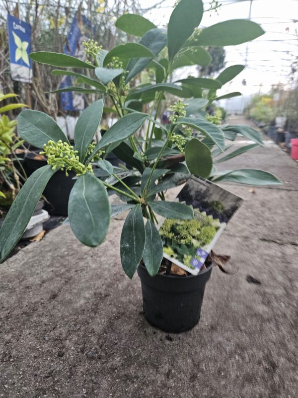 Skimmia japonica' Finchy' 2 Skimmia japonica' Finchy'