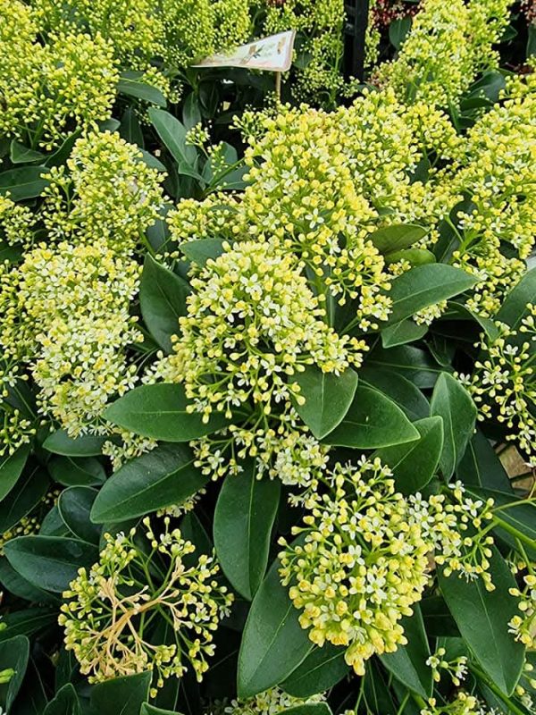 Skimmia japonica' Finchy' 3 Skimmia japonica' Finchy'