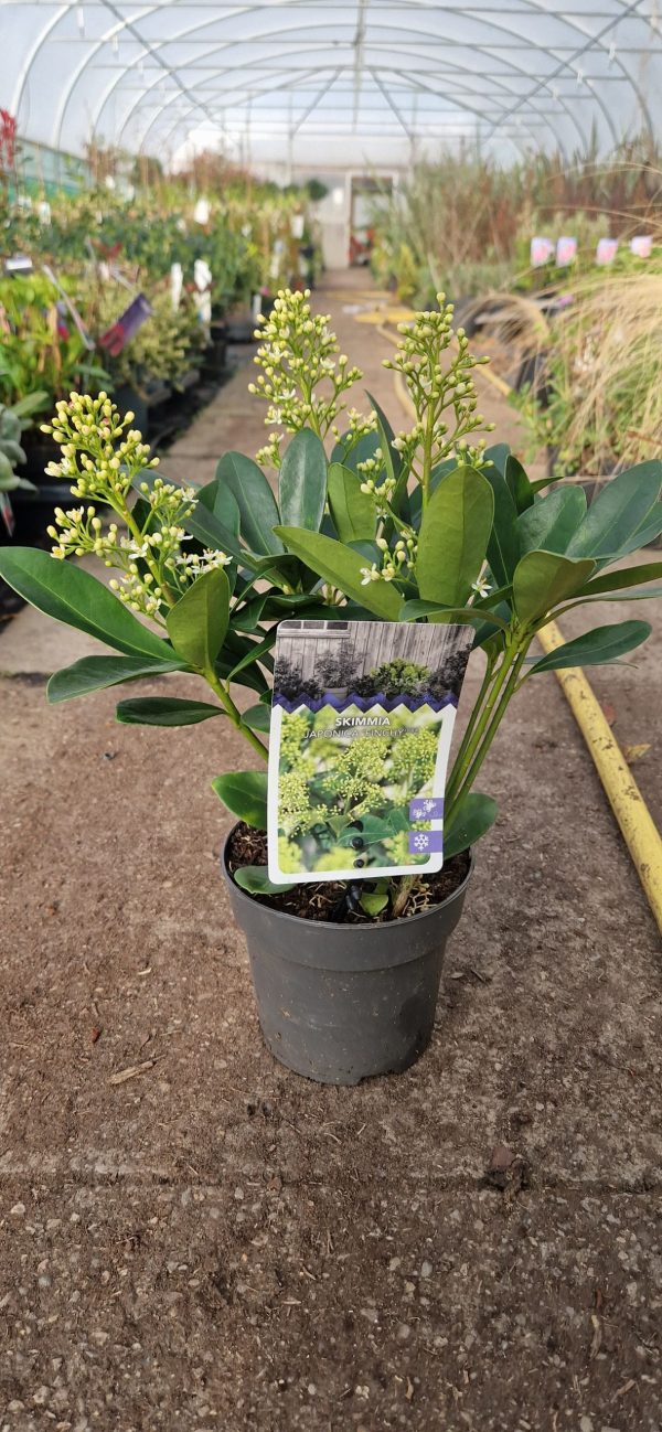 Skimmia japonica' Finchy'