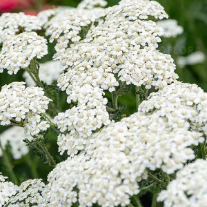Achillea millefolium 'Schneetaler'