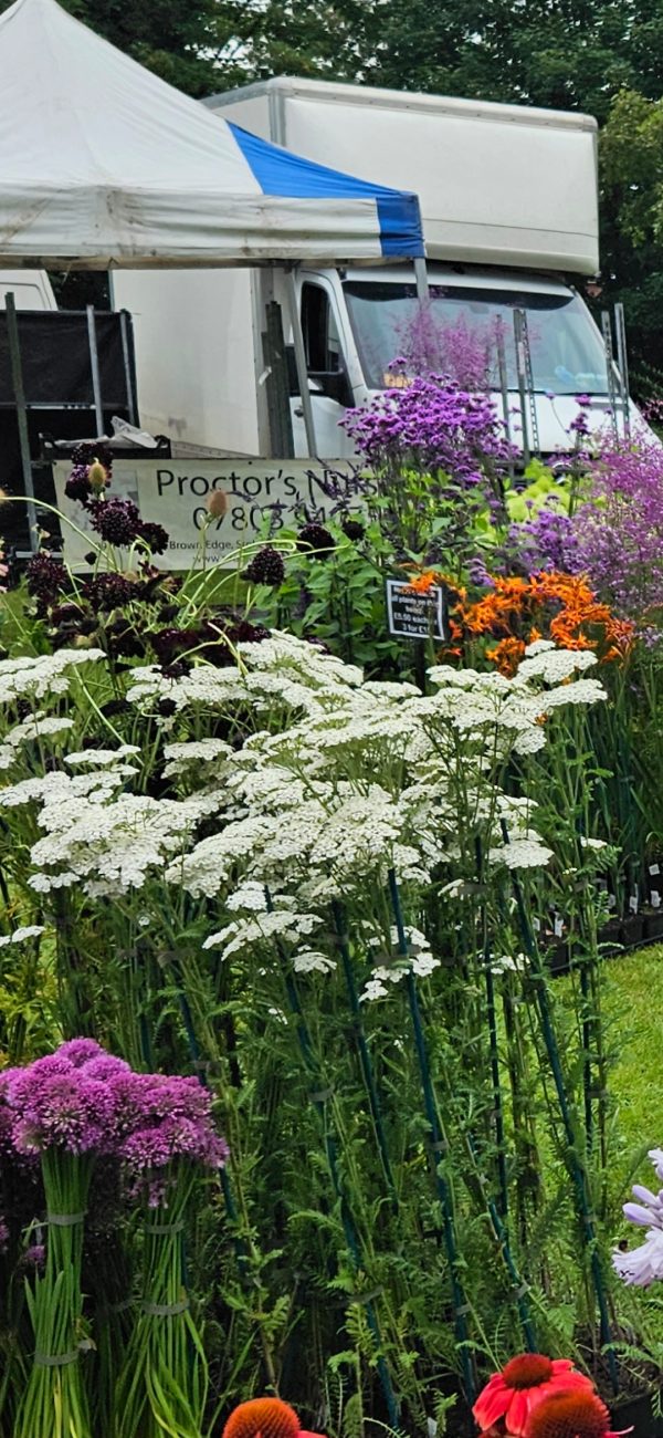 Achillea millefolium &amp;#39;Schneetaler&amp;#39; | Proctors Nursery