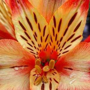 Alstroemeria Inticancha 'Bryce'