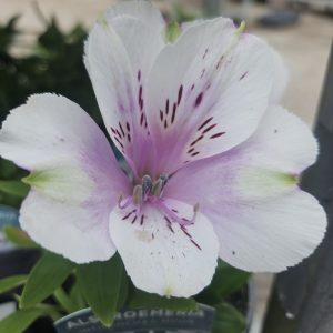 Alstroemeria 'Inticancha Moon'