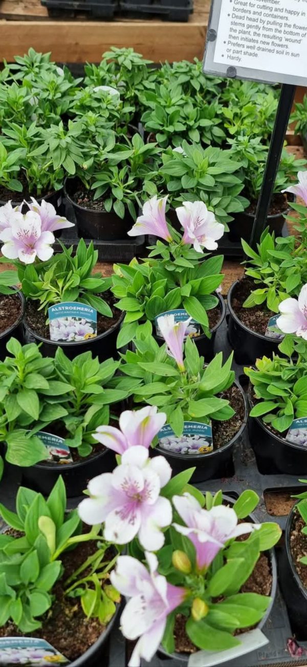 Alstroemeria 'Inticancha Moon' Alstroemeria 'Inticancha Moon'