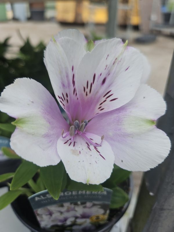 Alstroemeria 'Inticancha Moon' Alstroemeria 'Inticancha Moon'