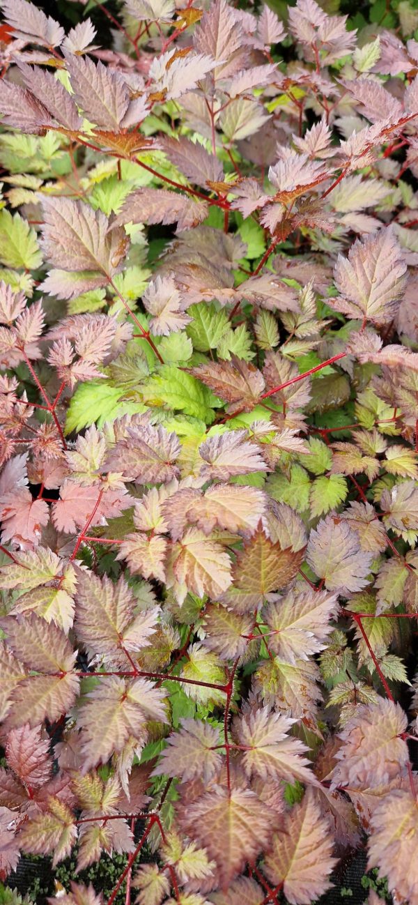 Astilbe 'Colour Flash' Astilbe 'Colour Flash'