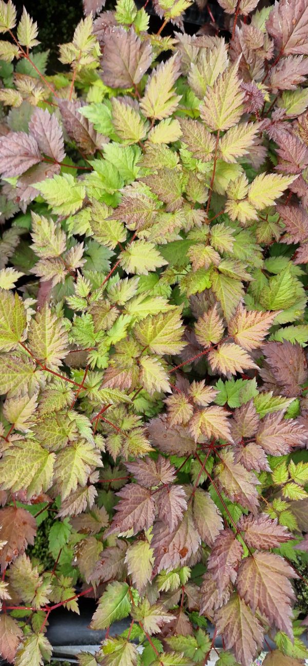 Astilbe 'Colour Flash'2 Astilbe 'Colour Flash'