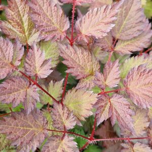 Astilbe 'Colour Flash'