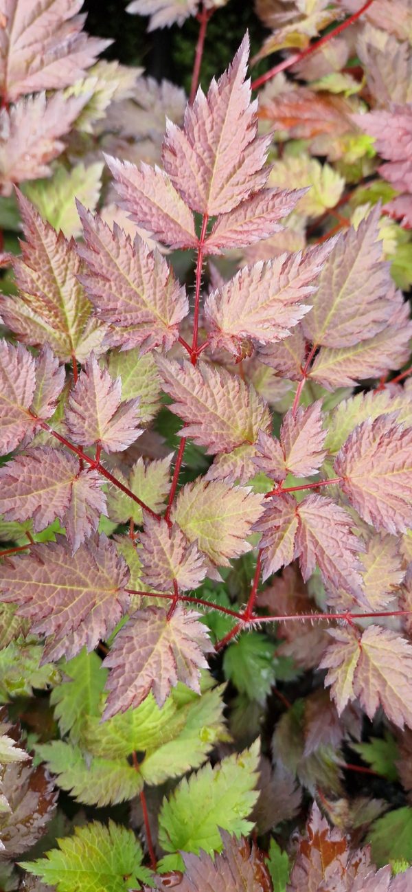 Astilbe 'Colour Flash'3 Astilbe 'Colour Flash'