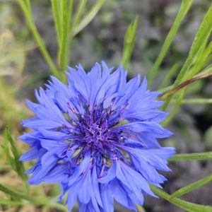 Centaurea cyanus 'Goliath Blue'