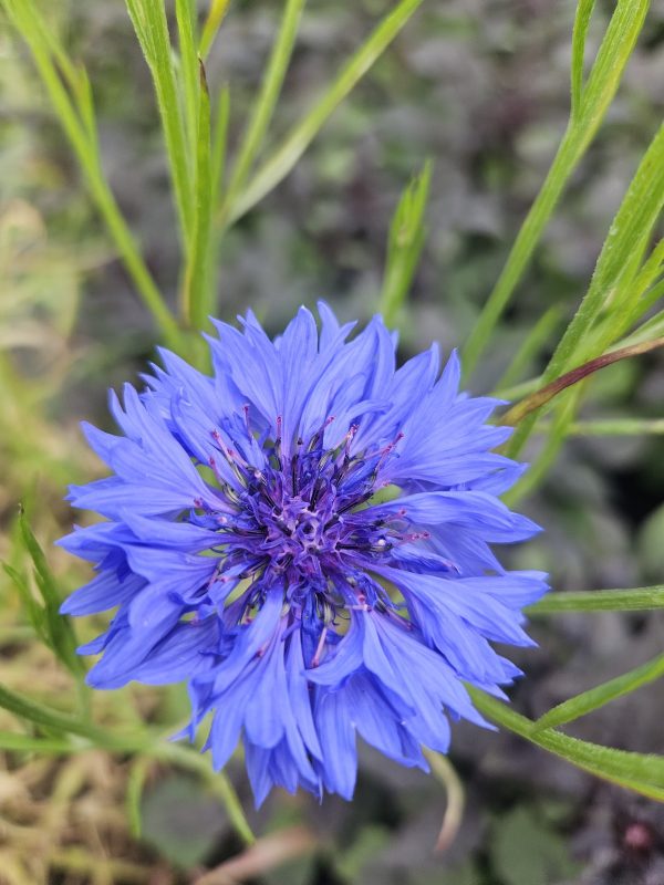 Centaurea cyanus 'Goliath Blue' Centaurea cyanus 'Goliath Blue'