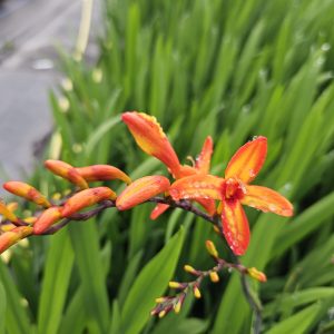 Crocosmia Firestars 'Firestarter'