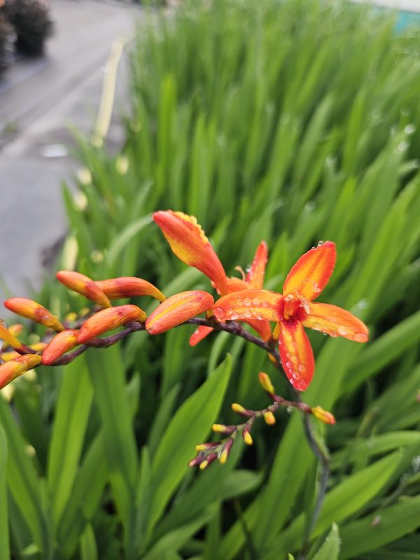 Crocosmia Firestars 'Firestarter' Crocosmia Firestars 'Firestarter'