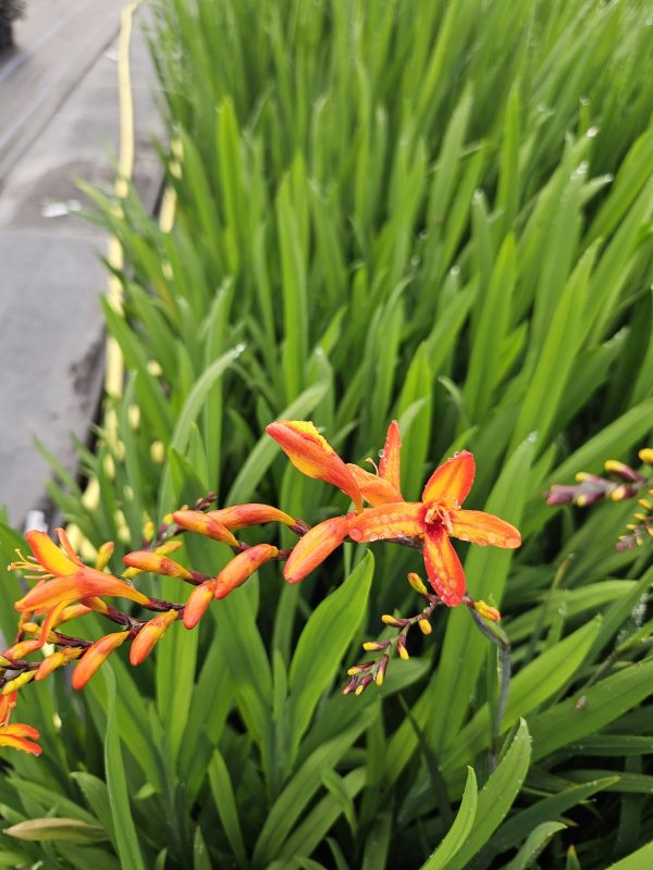 Crocosmia Firestars 'Firestarter'2 Crocosmia Firestars 'Firestarter'