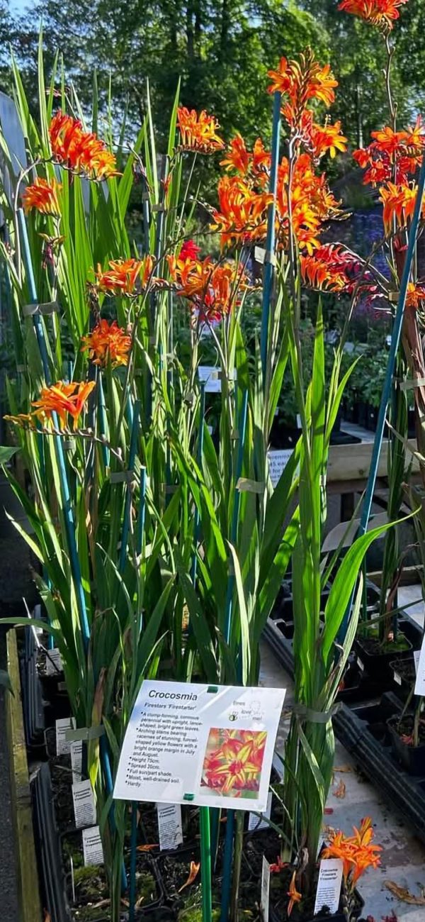 Crocosmia Firestars 'Firestarter'3 Crocosmia Firestars 'Firestarter'