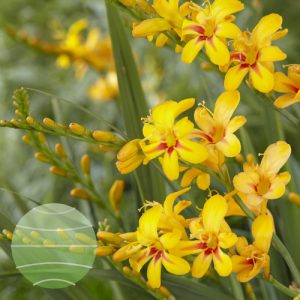 Crocosmia Firestars 'Hot Spot'