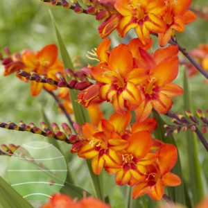 Crocosmia Firestars 'Scorchio'