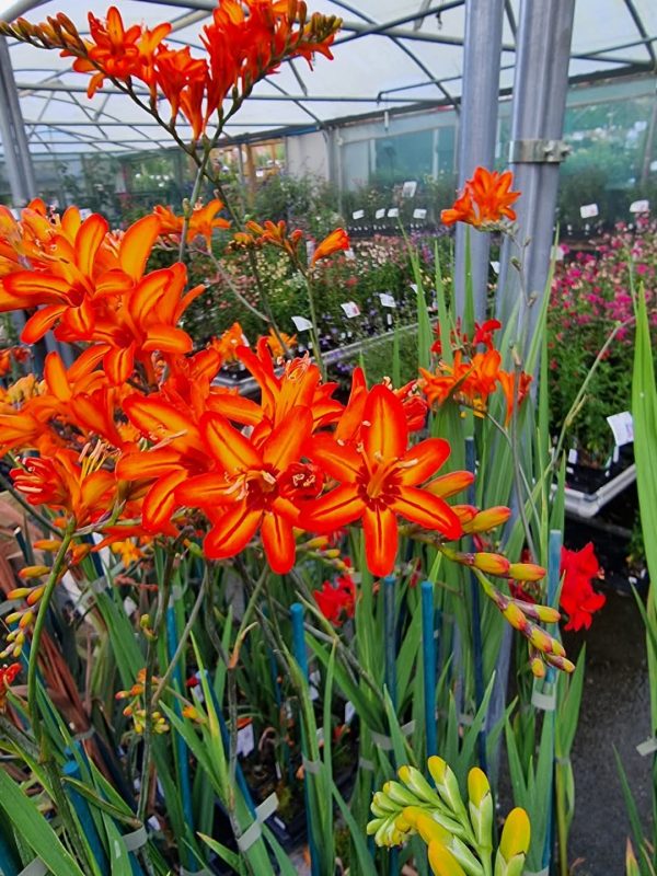 Crocosmia Firestars 'Scorchio' Crocosmia Firestars 'Scorchio'