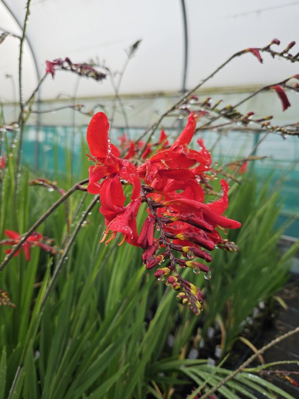Crocosmia Firestars ‘Diablo’ Crocosmia Firestars ‘Diablo’