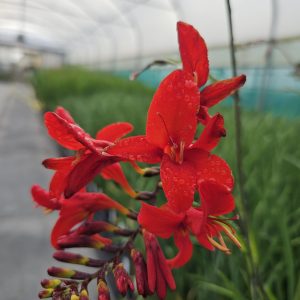 Crocosmia Firestars ‘Diablo’