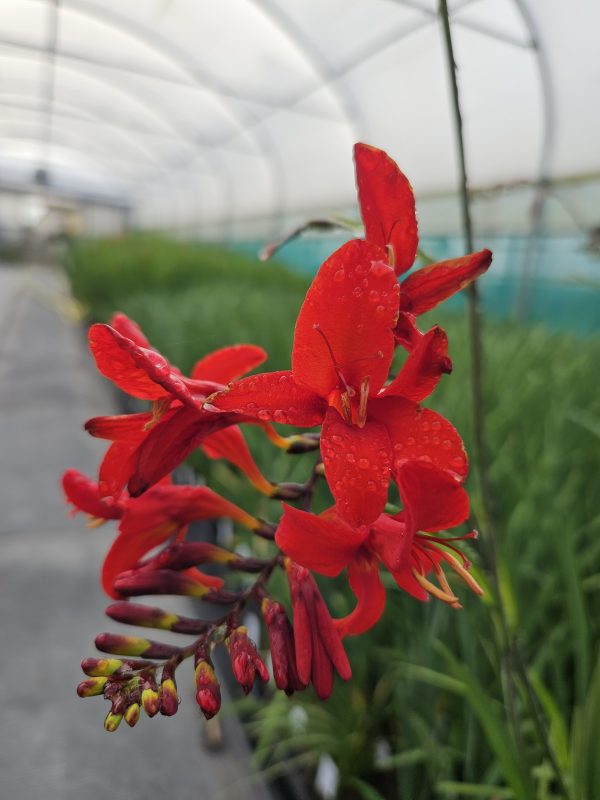 Crocosmia Firestars ‘Diablo’2 Crocosmia Firestars ‘Diablo’