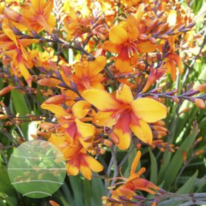 Crocosmia 'Walbertons Bright Eyes'