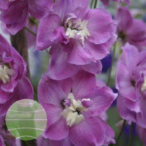 Delphinium 'Strawberry Fair'