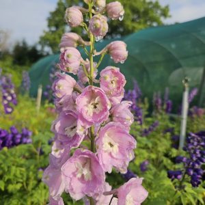 Delphinium 'Turkish Delight'