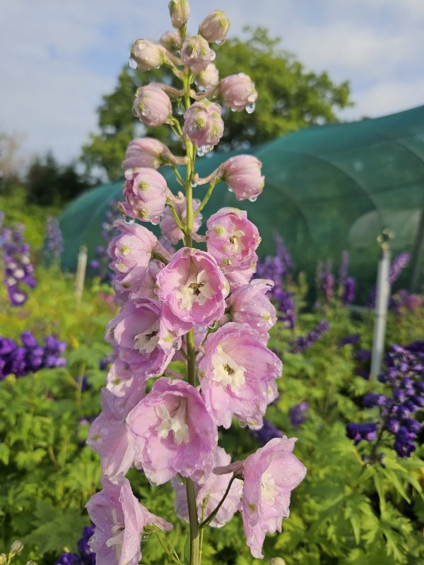 Delphinium 'Turkish Delight'