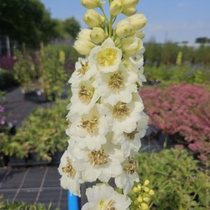 Delphinium elatum 'Celebration'