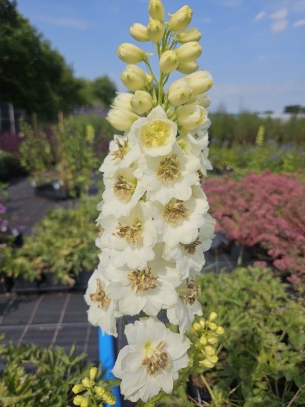 Delphinium elatum 'Celebration' Delphinium elatum 'Celebration'