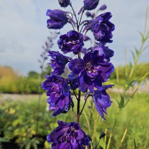 Delphinium elatum 'Faust'