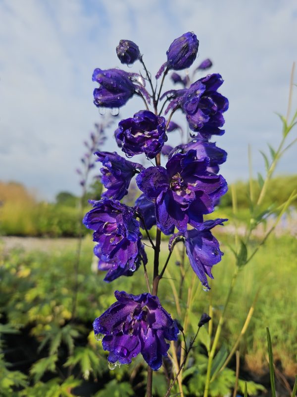 Delphinium elatum 'Faust' Delphinium elatum 'Faust'