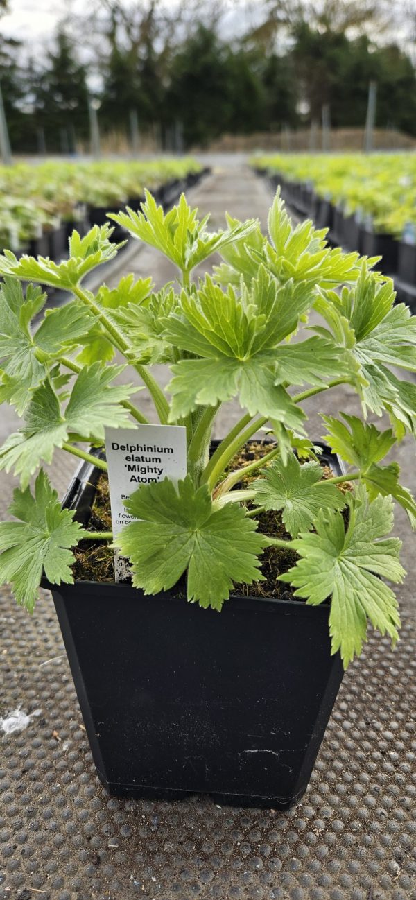 Delphinium elatum 'Mighty Atom' Delphinium elatum 'Mighty Atom'