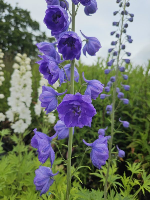 Delphinium elatum 'Mighty Atom' Delphinium elatum 'Mighty Atom'