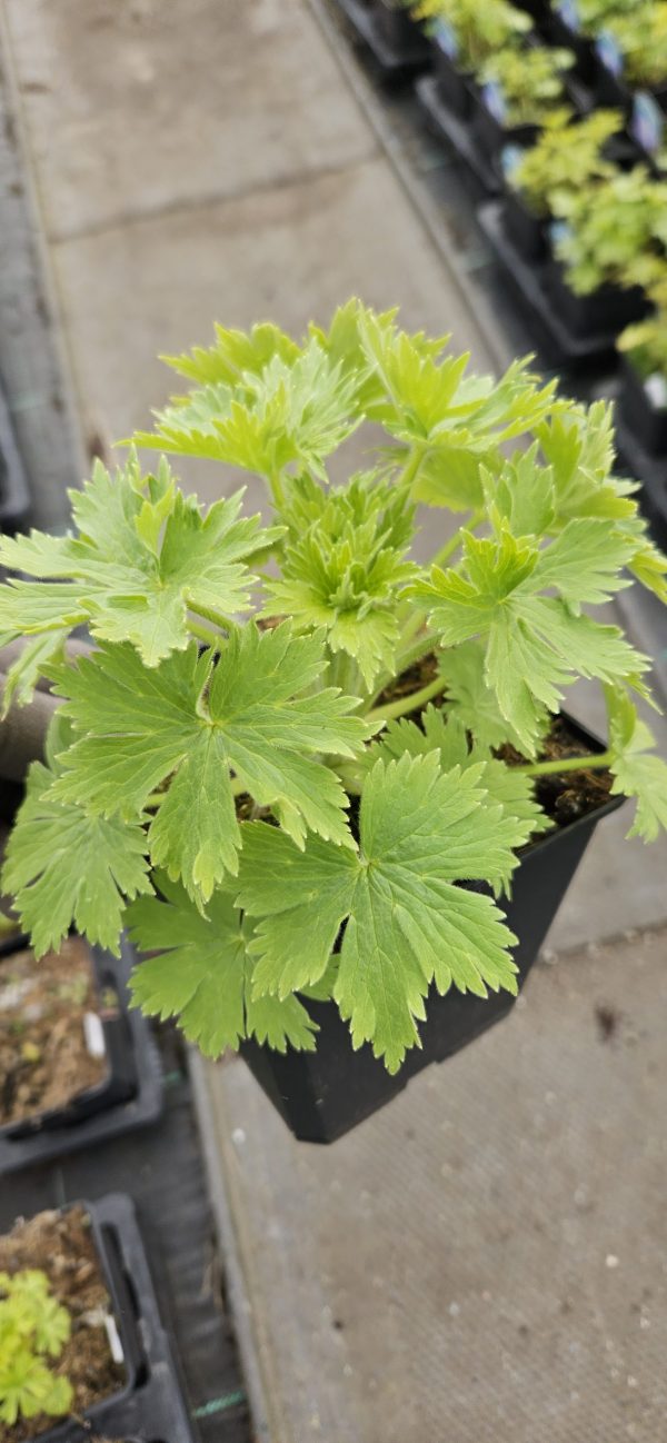 Delphinium elatum 'Mighty Atom'2 Delphinium elatum 'Mighty Atom'