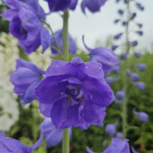 Delphinium elatum 'Mighty Atom'