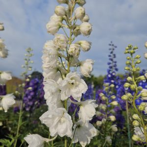 Delphinium elatum ‘Moonbeam’