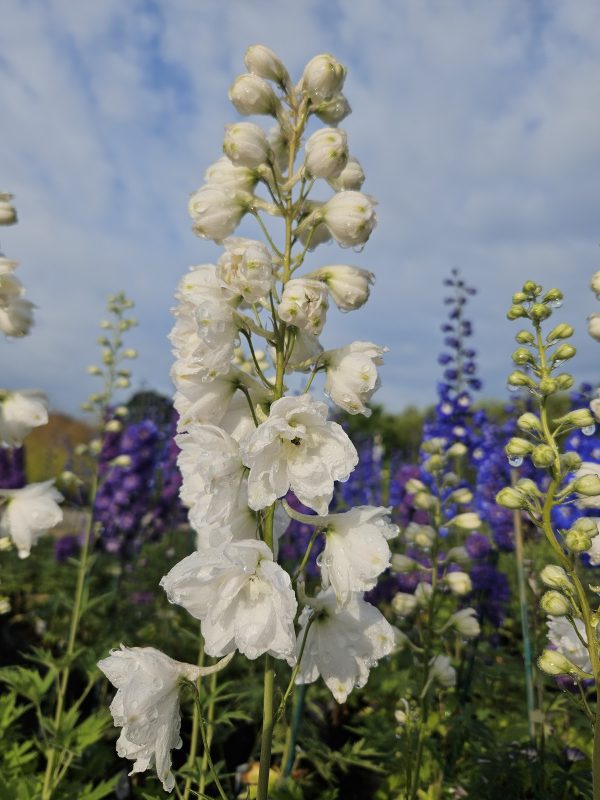 Delphinium elatum ‘Moonbeam’ Delphinium elatum ‘Moonbeam’