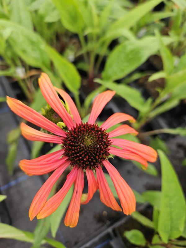 Echinacea 'Rainbow Marcella'